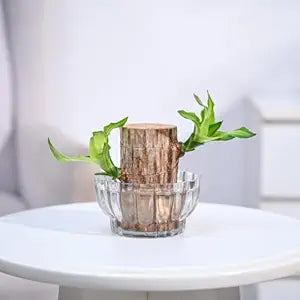 Green Lucky Brazil Wood Potted Plant Pack Of 2 - Indoor Lucky Plant