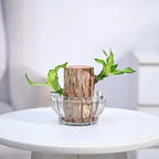 Green Lucky Brazil Wood Potted Plant Pack Of 2 - Indoor Lucky Plant