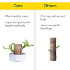 Green Lucky Brazil Wood Potted Plant Pack Of 2 - Indoor Lucky Plant