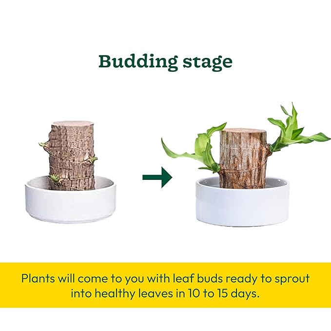 Green Lucky Brazil Wood Potted Plant Pack Of 2 - Indoor Lucky Plant