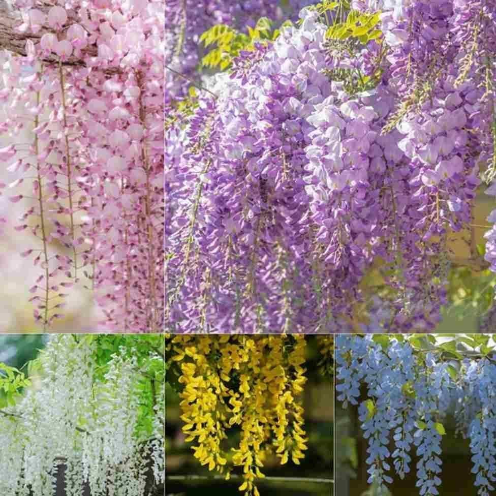 Cascading Beauty Garden Seeds - Blooms All Year Round