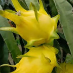 Multi-colored Dragon Fruit Seeds - Grow Exotic Pitaya At Home
