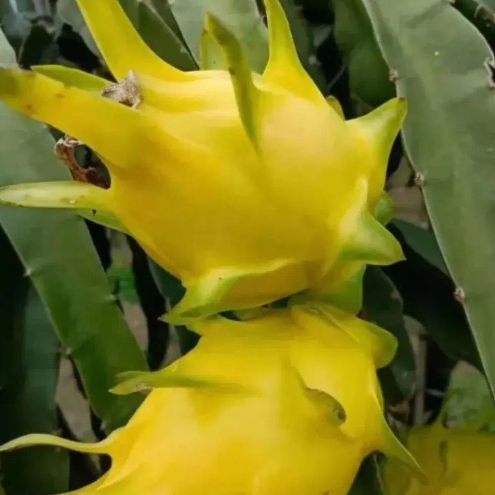 Multi-colored Dragon Fruit Seeds - Grow Exotic Pitaya At Home