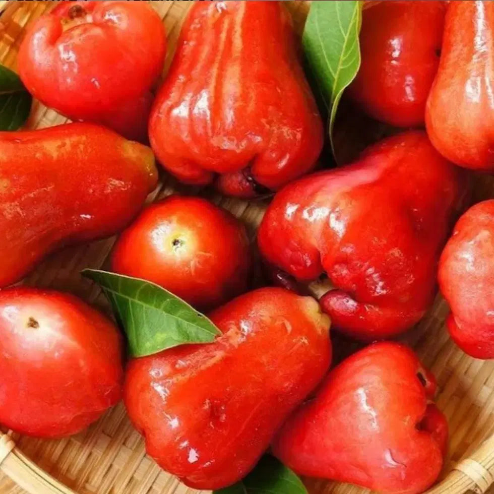Thai Wax Apple Seeds - Grow Exotic Tropical Fruit At Home