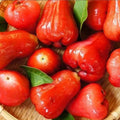 Thai Wax Apple Seeds - Grow Exotic Tropical Fruit At Home