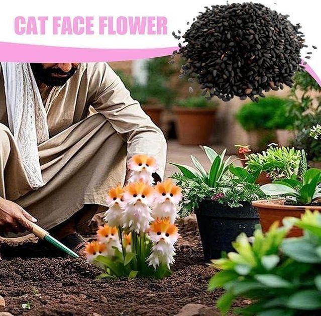 Cat Eye Dazzle Seeds With Free Plant Growth Serum - Exotic Garden S...