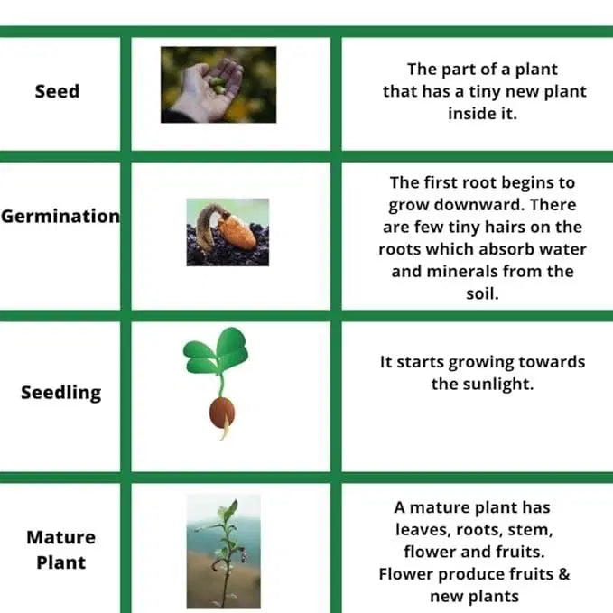 Mini Thumb Size Watermelon Seeds - Grow Tiny Watermelons At Home