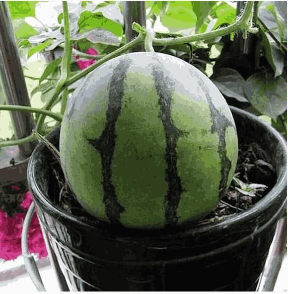 Potted Small Watermelon Seeds - Grow Mini Watermelons At Home