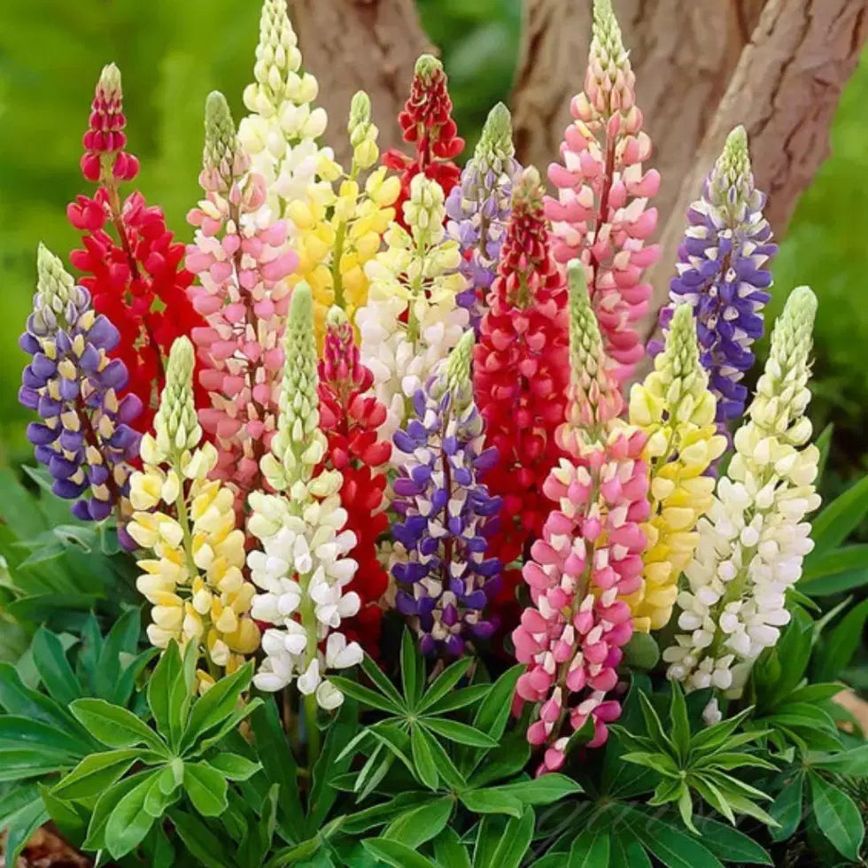 Lupine Blossom Seeds - Stunning Tall Flowering Garden Plant