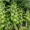 Nema Organic Brussels Sprouts Seeds - Grow Fresh Vegetables At Home