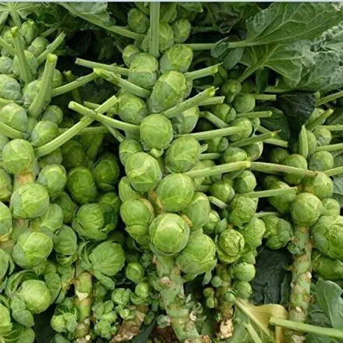 Nema Organic Brussels Sprouts Seeds - Grow Fresh Vegetables At Home