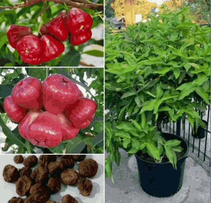 Thai Wax Apple Seeds - Grow Exotic Tropical Fruit At Home