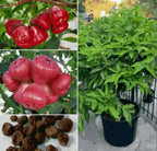 Thai Wax Apple Seeds - Grow Exotic Tropical Fruit At Home
