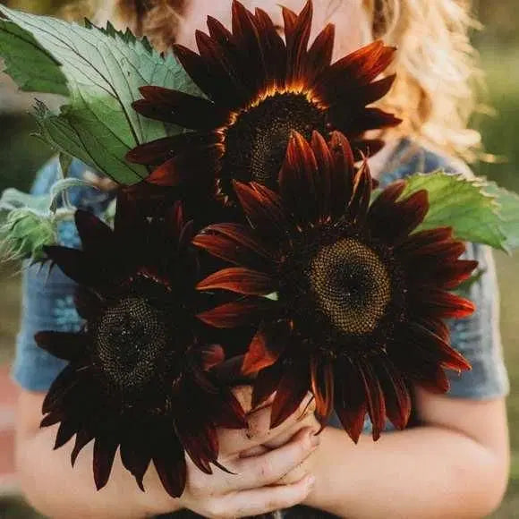 Chocolate Sunflower Seeds - Healthy Snack With Rich Cocoa Coating