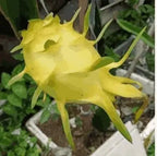 Multi-colored Dragon Fruit Seeds - Grow Exotic Pitaya At Home