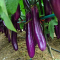 Giant Eggplant Seeds - Grow Large Brinjal At Home