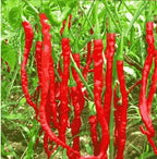 Hybrid Chilli Seeds - Grow Hot Spicy Chillies At Home