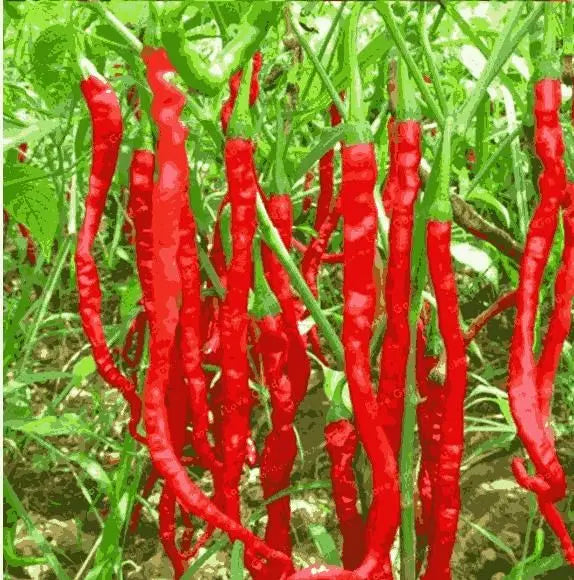 Hybrid Chilli Seeds - Grow Hot Spicy Chillies At Home