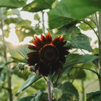 Chocolate Sunflower Seeds - Healthy Snack With Rich Cocoa Coating