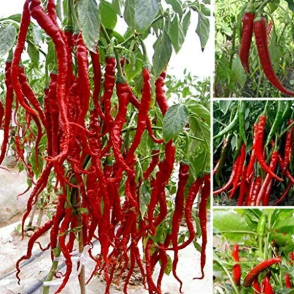 Hybrid Chilli Seeds - Grow Hot Spicy Chillies At Home