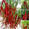 Hybrid Chilli Seeds - Grow Hot Spicy Chillies At Home