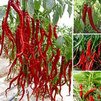 Hybrid Chilli Seeds - Grow Hot Spicy Chillies At Home