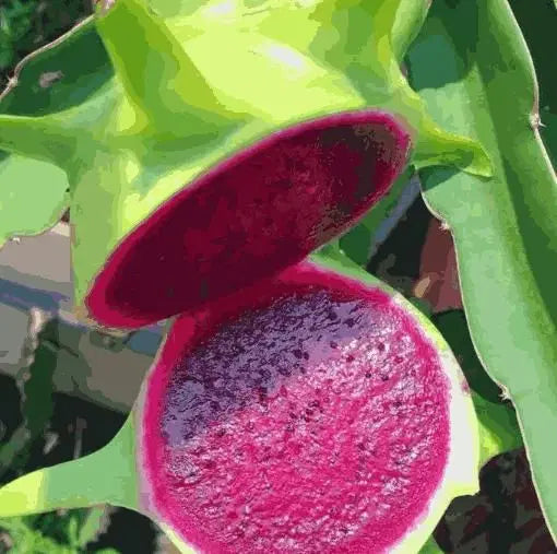 Multi-colored Dragon Fruit Seeds - Grow Exotic Pitaya At Home