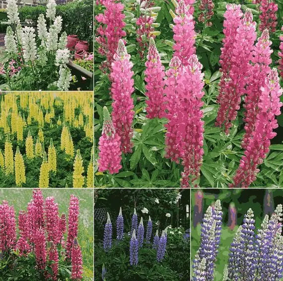 Lupine Blossom Seeds - Stunning Tall Flowering Garden Plant