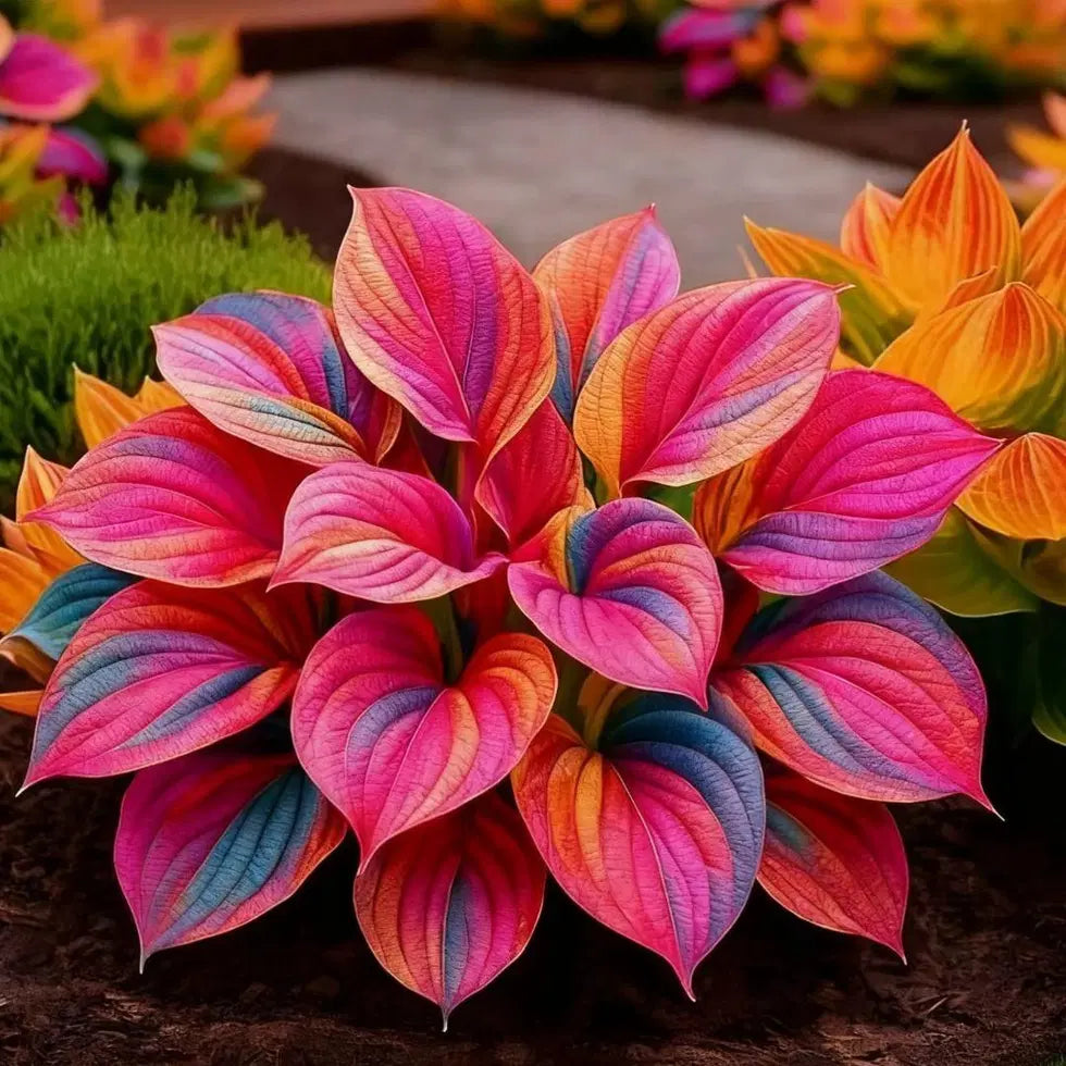 Multicolor Hosta Seeds With Free Plant Growth Serum - Shade Garden ...