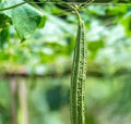 Luffa Ridge Gourd Heirloom Seeds - Grow Natural Loofah At Home