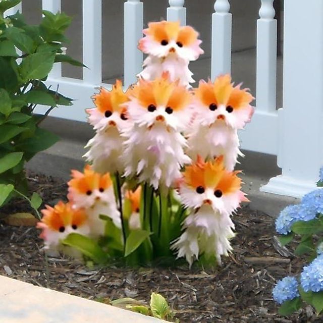 Cat Eye Dazzle Seeds With Free Plant Growth Serum - Exotic Garden S...