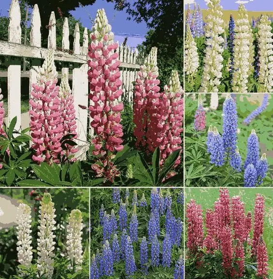Lupine Blossom Seeds - Stunning Tall Flowering Garden Plant