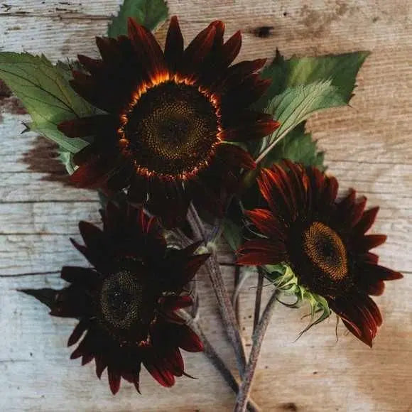 Chocolate Sunflower Seeds - Healthy Snack With Rich Cocoa Coating