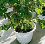 Potted Small Watermelon Seeds - Grow Mini Watermelons At Home