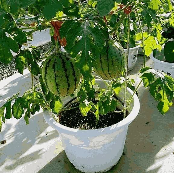 Potted Small Watermelon Seeds - Grow Mini Watermelons At Home