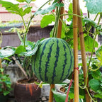 Potted Small Watermelon Seeds - Grow Mini Watermelons At Home