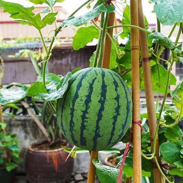 Potted Small Watermelon Seeds - Grow Mini Watermelons At Home