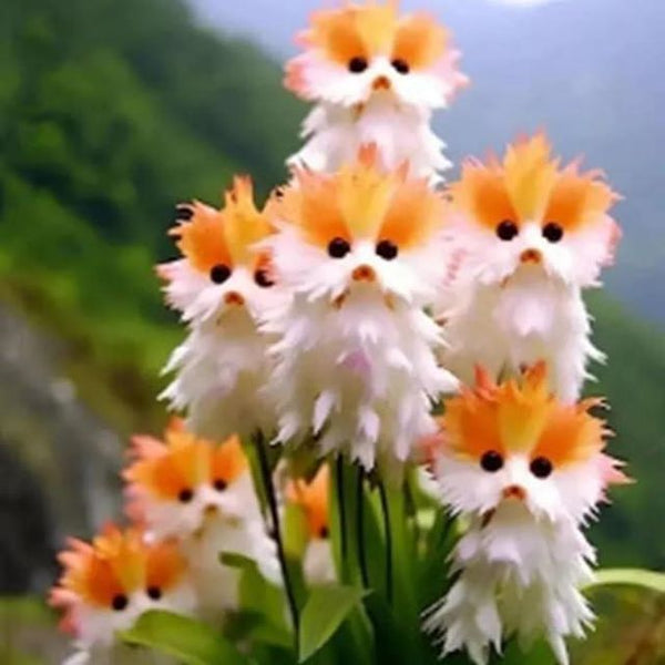 Cat Eye Dazzle Seeds With Free Plant Growth Serum - Exotic Garden S...
