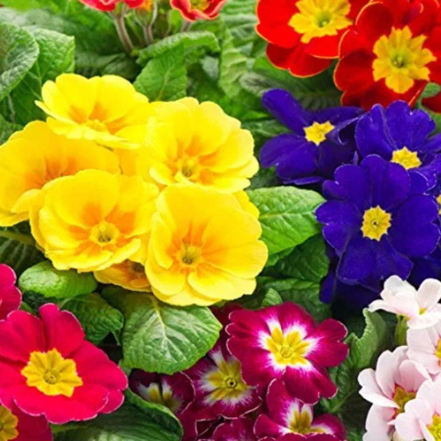 Rose Primrose Seeds With Plant Growth Supplement Pack Of 2