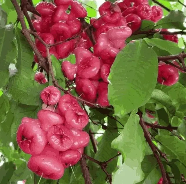 Thai Wax Apple Seeds - Grow Exotic Tropical Fruit At Home