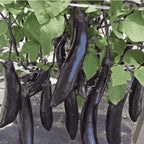 Giant Eggplant Seeds - Grow Large Brinjal At Home