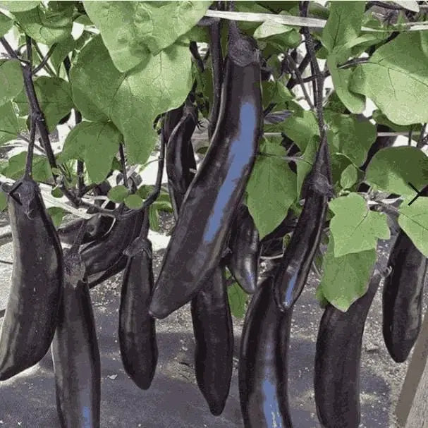 Giant Eggplant Seeds - Grow Large Brinjal At Home