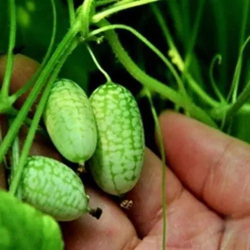 Mini Thumb Size Watermelon Seeds - Grow Tiny Watermelons At Home