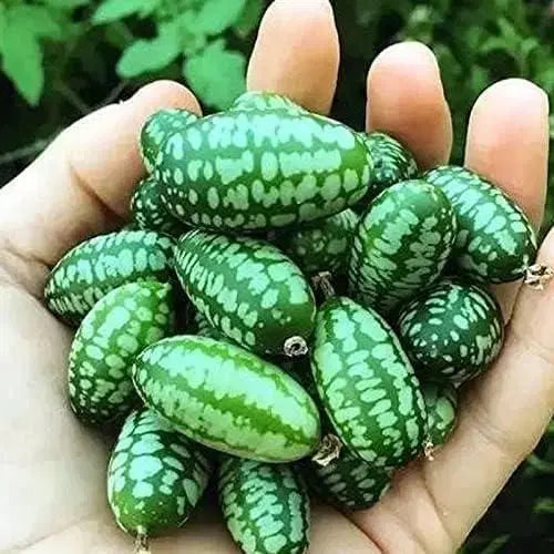 Mini Thumb Size Watermelon Seeds - Grow Tiny Watermelons At Home